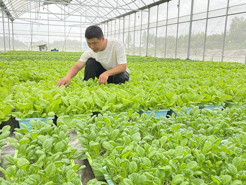 他们缘何都选择扎根芜湖湾沚乡村 芸苔属蔬菜